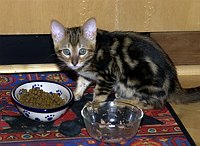 Trim's first week home, 12 weeks old.  